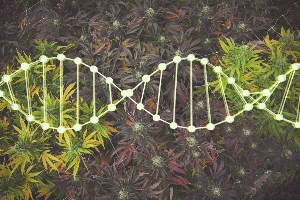 genetiche-hippie-marijuana