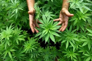 cannabis light classifica delle pi? buone