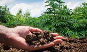 cannabis light e i benefici per l'ambiente