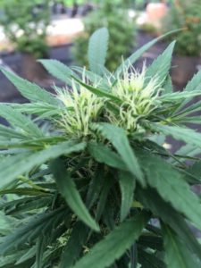 Canapa: fiore femmina cannabis