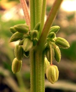 marijuana maschio