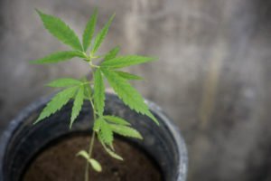 coltivare cannabis light