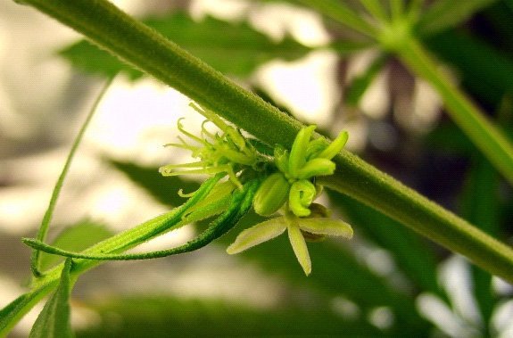 pianta-ermafrodita-cannabis