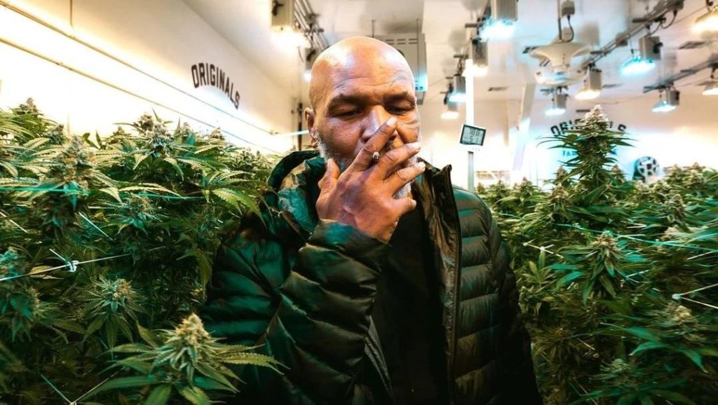 mike tyson smoking marijuana