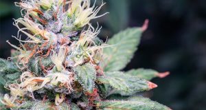 cannabis fiore