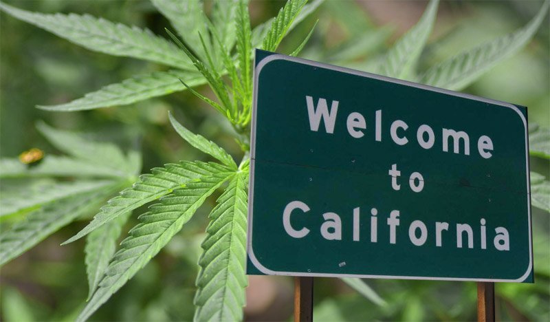 cannabis californiane