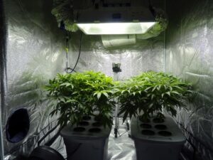 coltivare marijuana light indoor