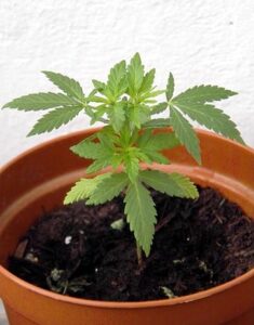 coltivare marijuana light