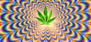 l'erba del vicino marijuana cannabis