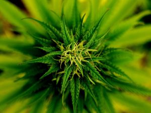 fioritura marijuana