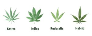 marijuana ruderalis