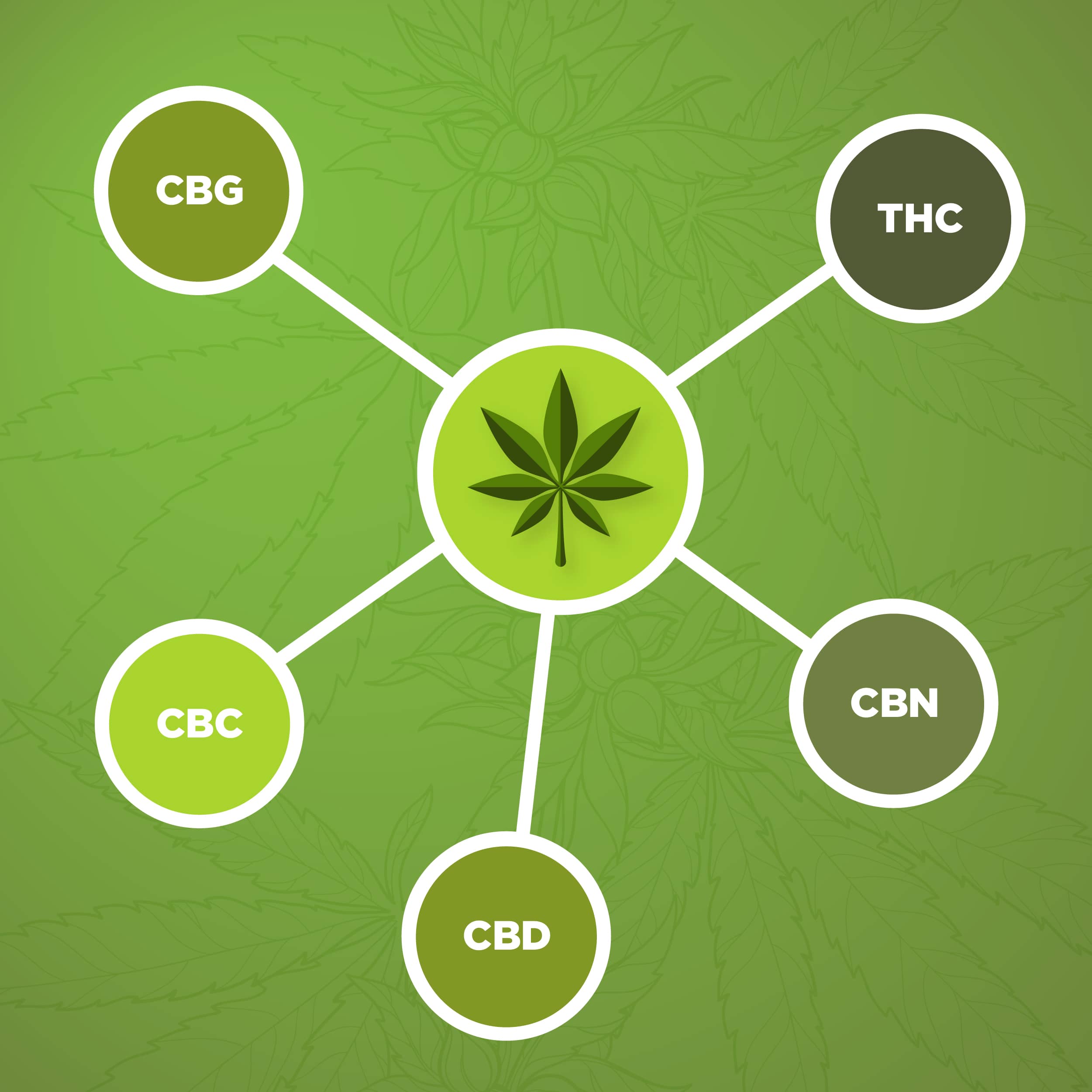 cannabis cannabinoidi