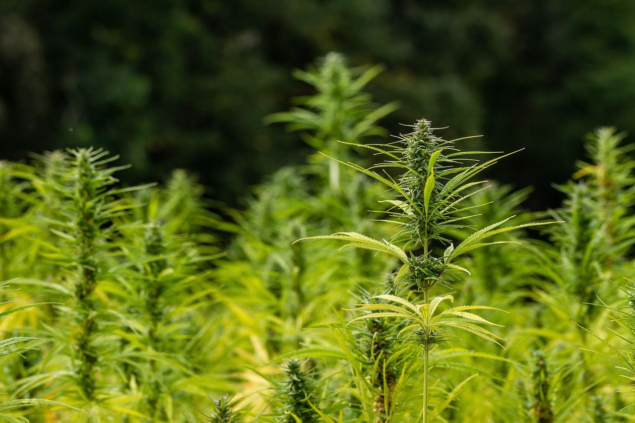 problemi coltivazione cannabis outdoor
