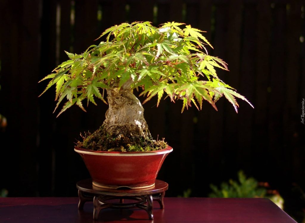 marijuana bonsai