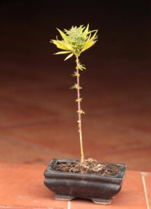 marijuana bonsai