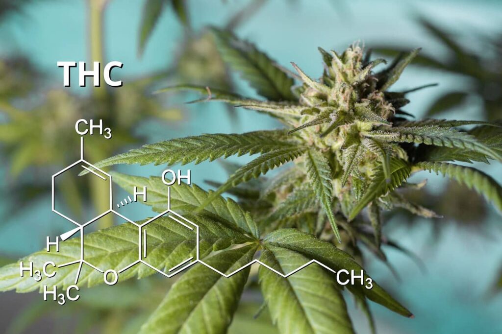 Marijuana sintetica e fame chimica