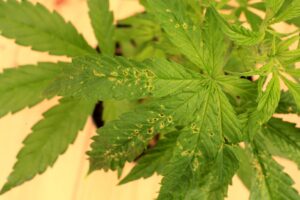 malattia della cannabis