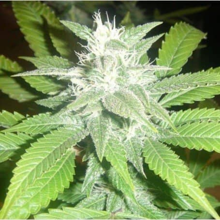 white widow cannabis