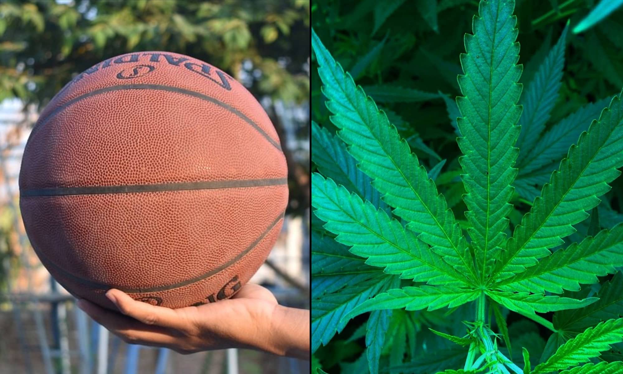 test anti-marijuana nel basketball