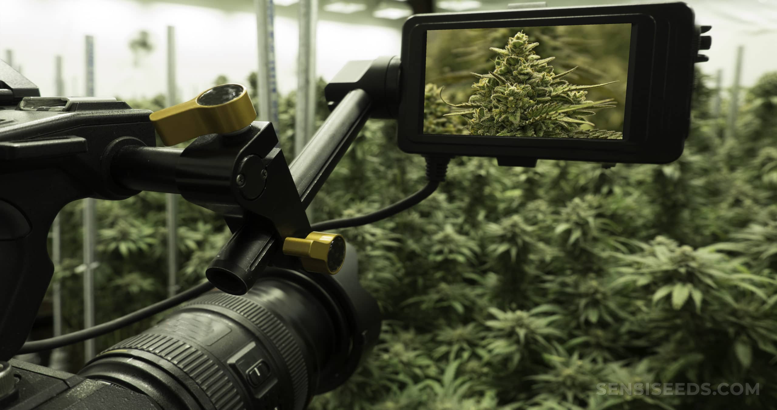 documentari cannabis