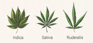 foglie marijuana