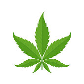 cannabis indica