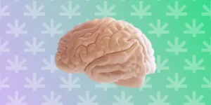 CBD Effetti sul Cervello: Tutto Ciò Che Devi Sapere