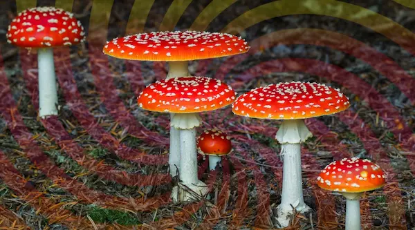 amanita muscaria cos'è