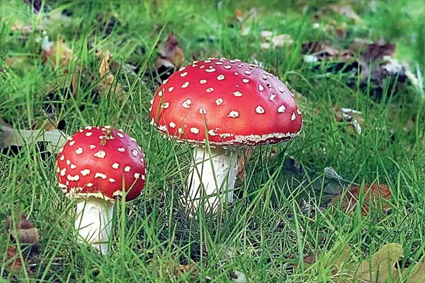 amanita muscaria