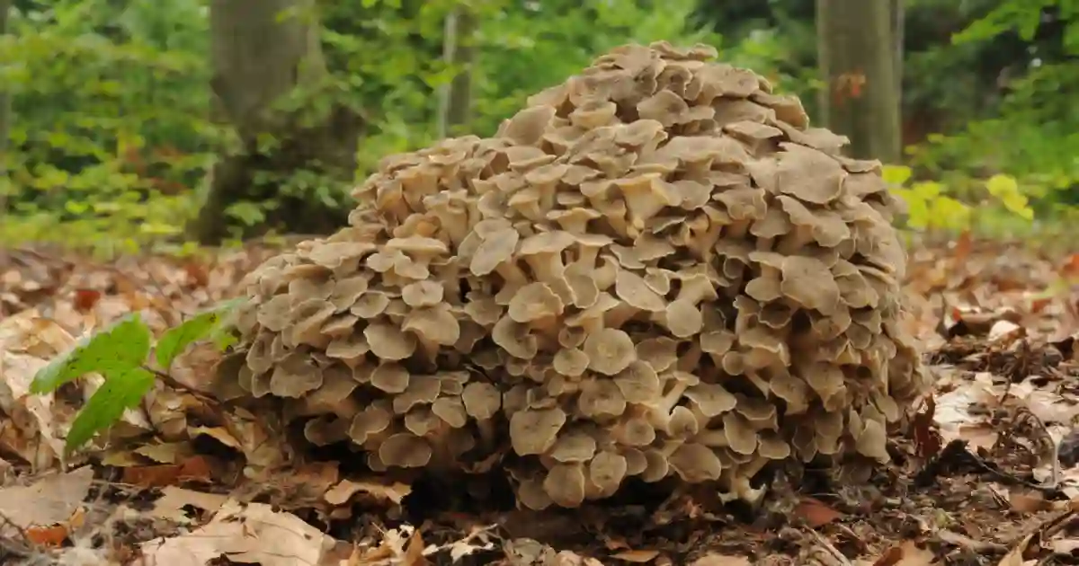 Polyporus Umbellatus