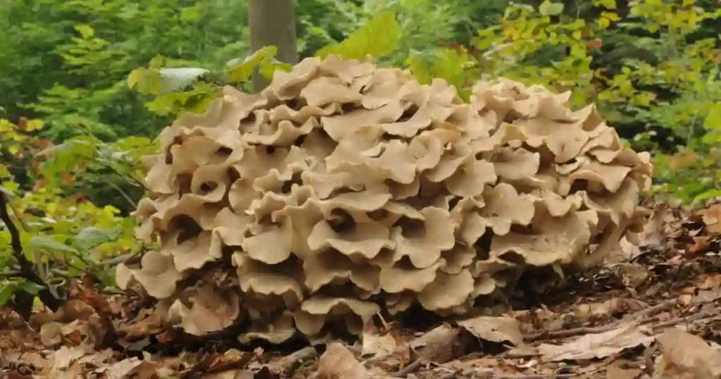 Polyporus umbellatus soluzione contro cellulite e ritenzione idrica