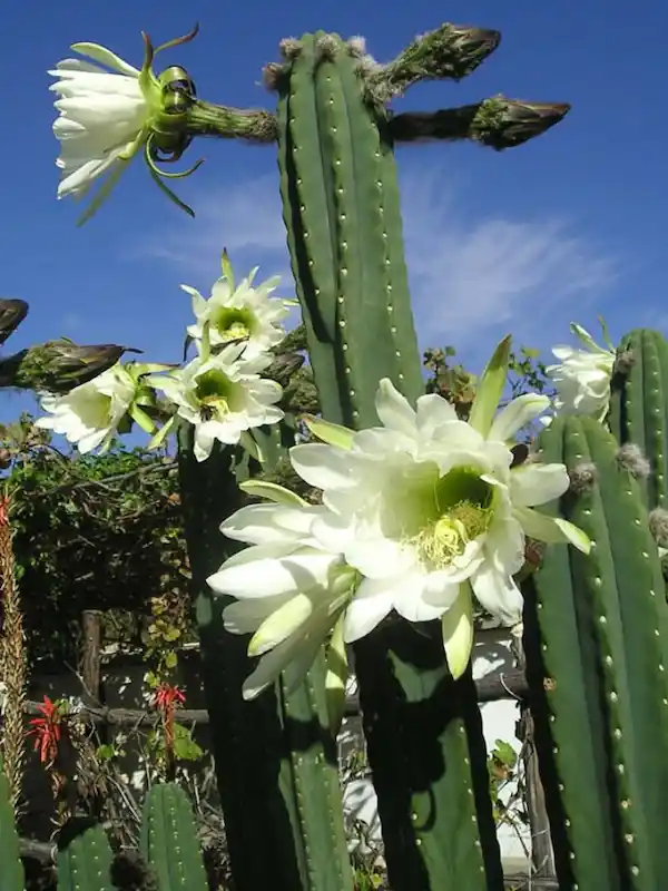 cactus san pedro