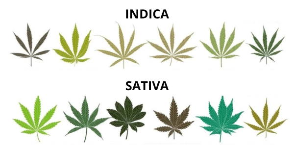 Cosa cambia tra sativa e indica