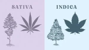 sativa indica