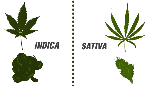 sativa indica