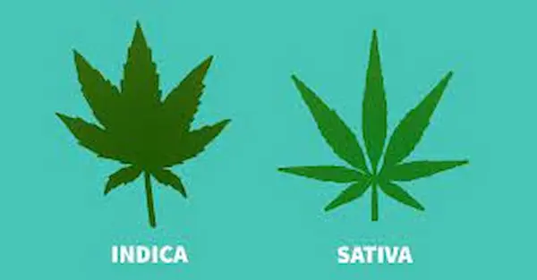 cannabis sativa indica differenze