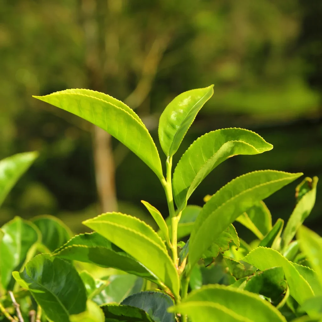 tè alla cannabis