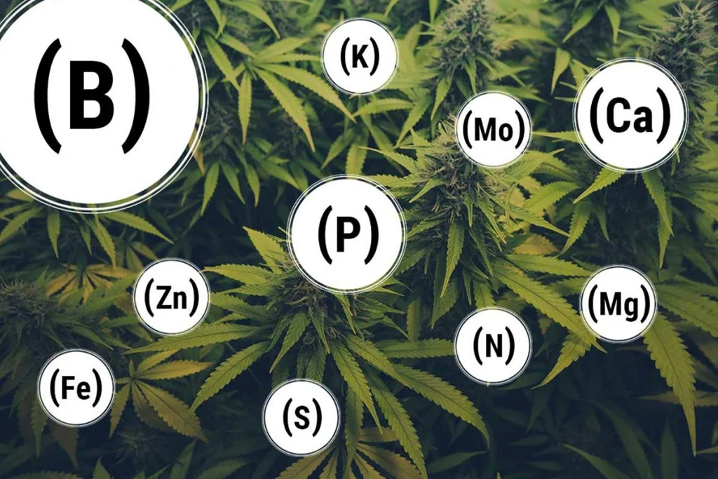 CARENZA DI MACRO VS MICRONUTRIENTI  cannabis