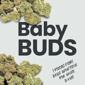 baby buds di cannabis legale