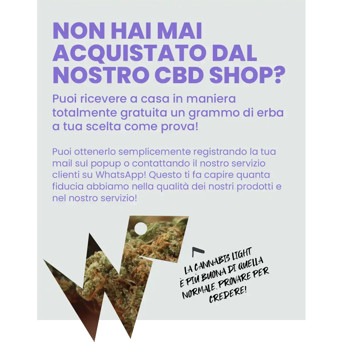 Cannabis Light, Erba Legale, Canapa Light: Il tuo CBD Shop con prodotti a  basso THC