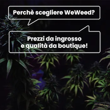 Marijuana light: vendita, possesso e regolamentazione » Crystalweed®