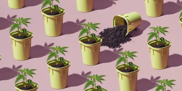 Quanto ci vuole a far crescere una piantina di cannabis?