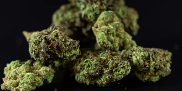 Quando produce una pianta di marijuana?