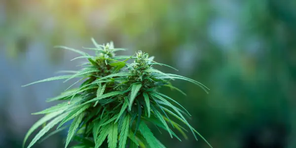 una pianta di cannabis sativa 