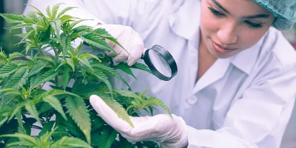 una agronoma controlla una pianta di cannabis indoor