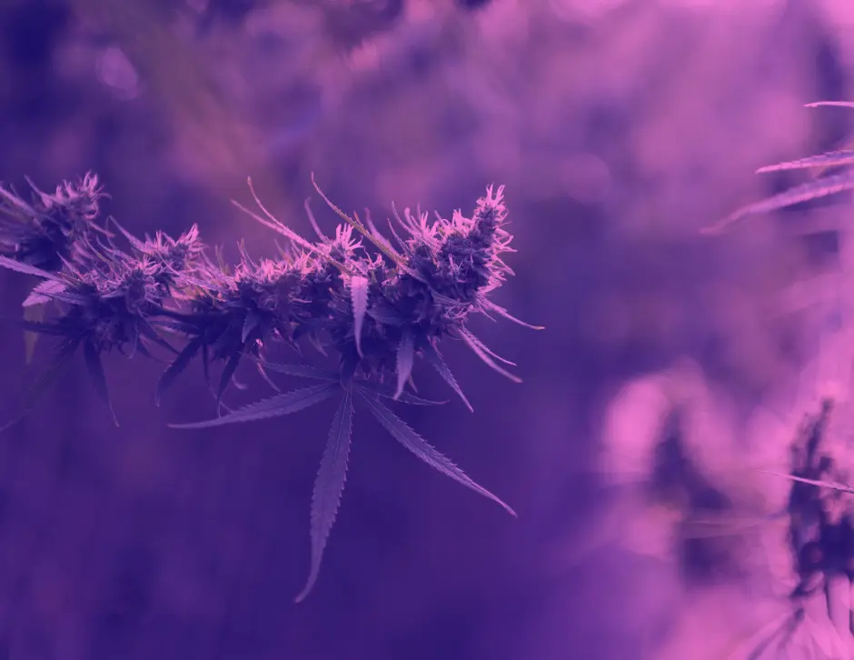 una pianta di canapa sativa femmina in fiore