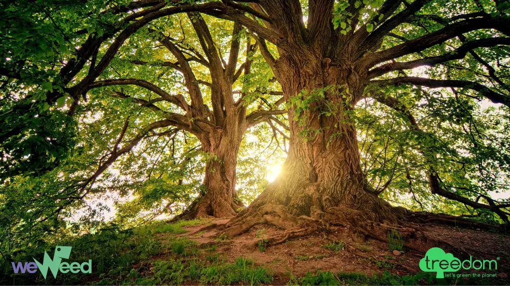 collaborazione weweed treedom